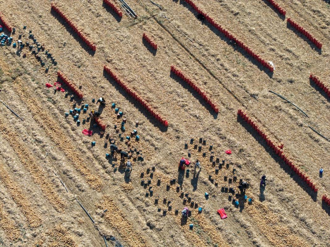 Konya Ovası’nda tablo gibi hasat 9